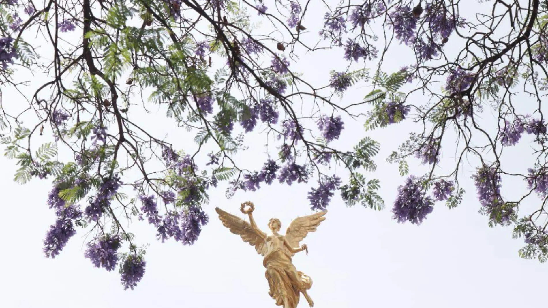 Árbol de jacarandas 